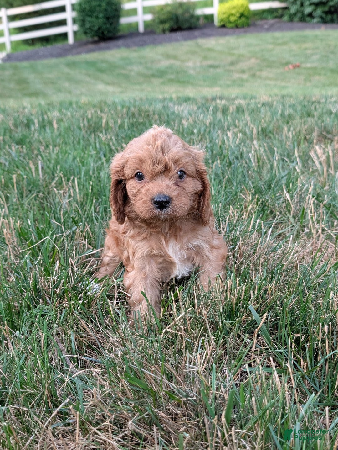 Cavapoo dogs for sale: Axel - Image 6