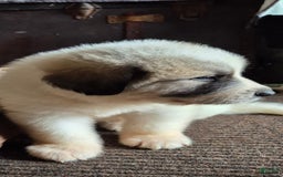 Great Pyrenees dogs for sale: White - Image 11