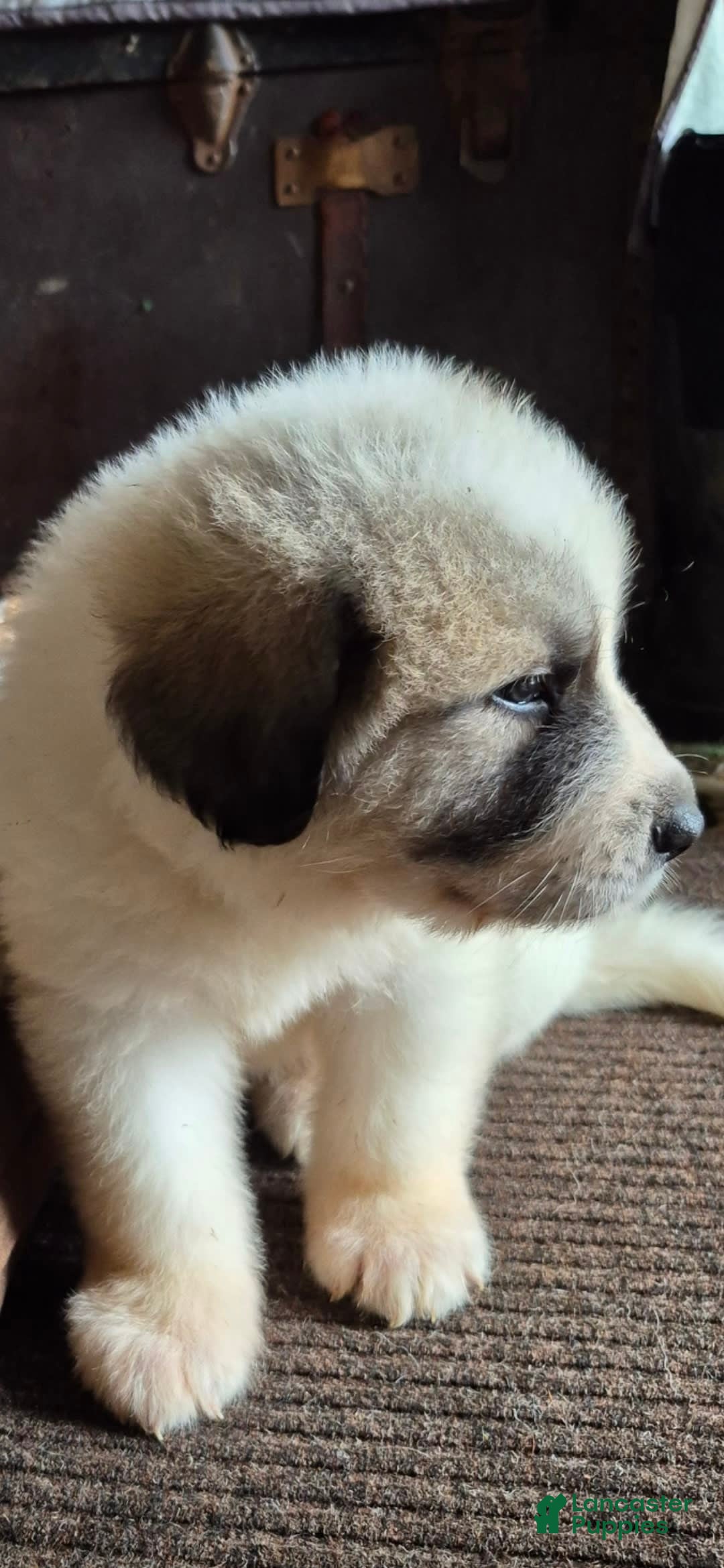 Great Pyrenees dogs for sale: White - Image 11