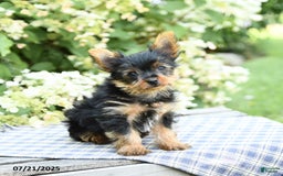 Yorkshire Terrier dogs for sale: Rascal - Image 1