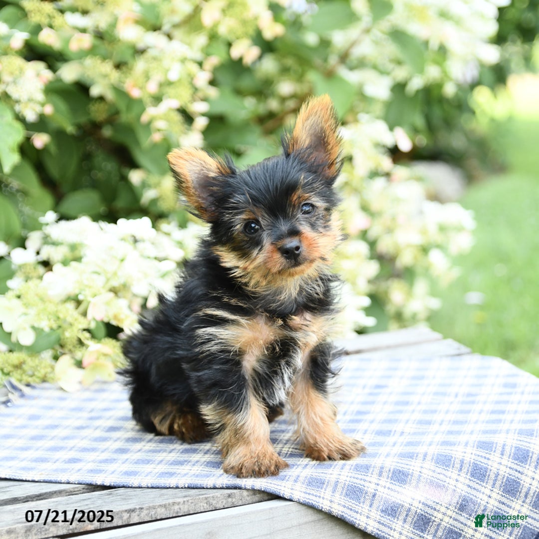 Yorkshire Terrier dogs for sale: Rascal - Image 1