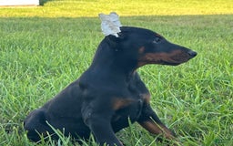 Doberman Pinscher dogs for sale: Benny - Image 2