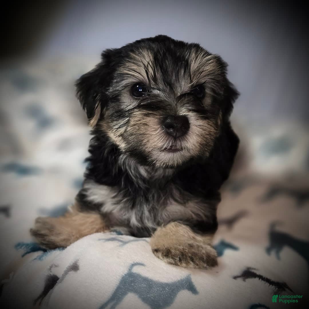 Morkie dogs for sale: Albert - Image 9