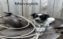 Australian Cattle Dog dogs for sale: Maverick - Image 2