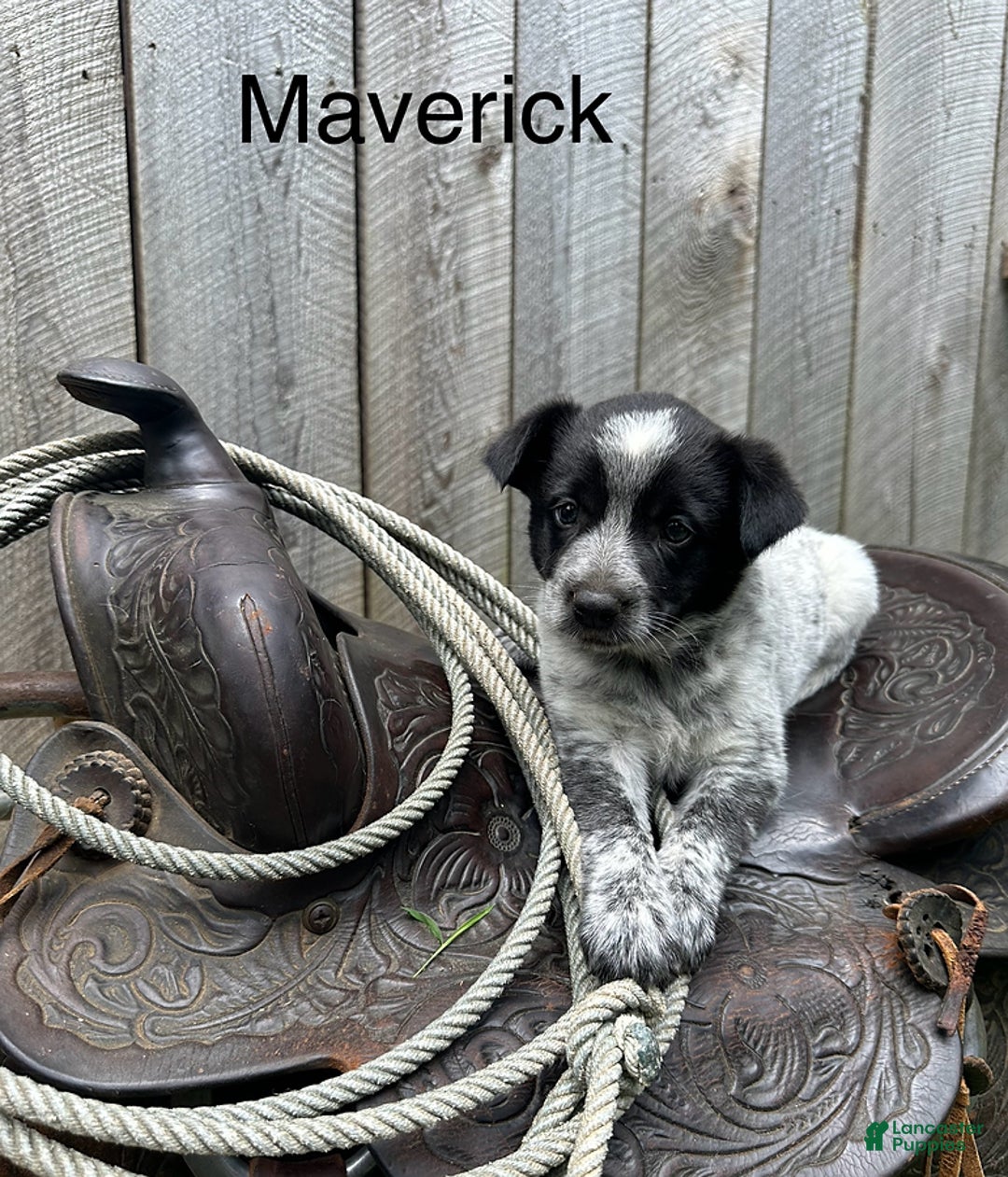 Australian Cattle Dog dogs for sale: Maverick - Image 2