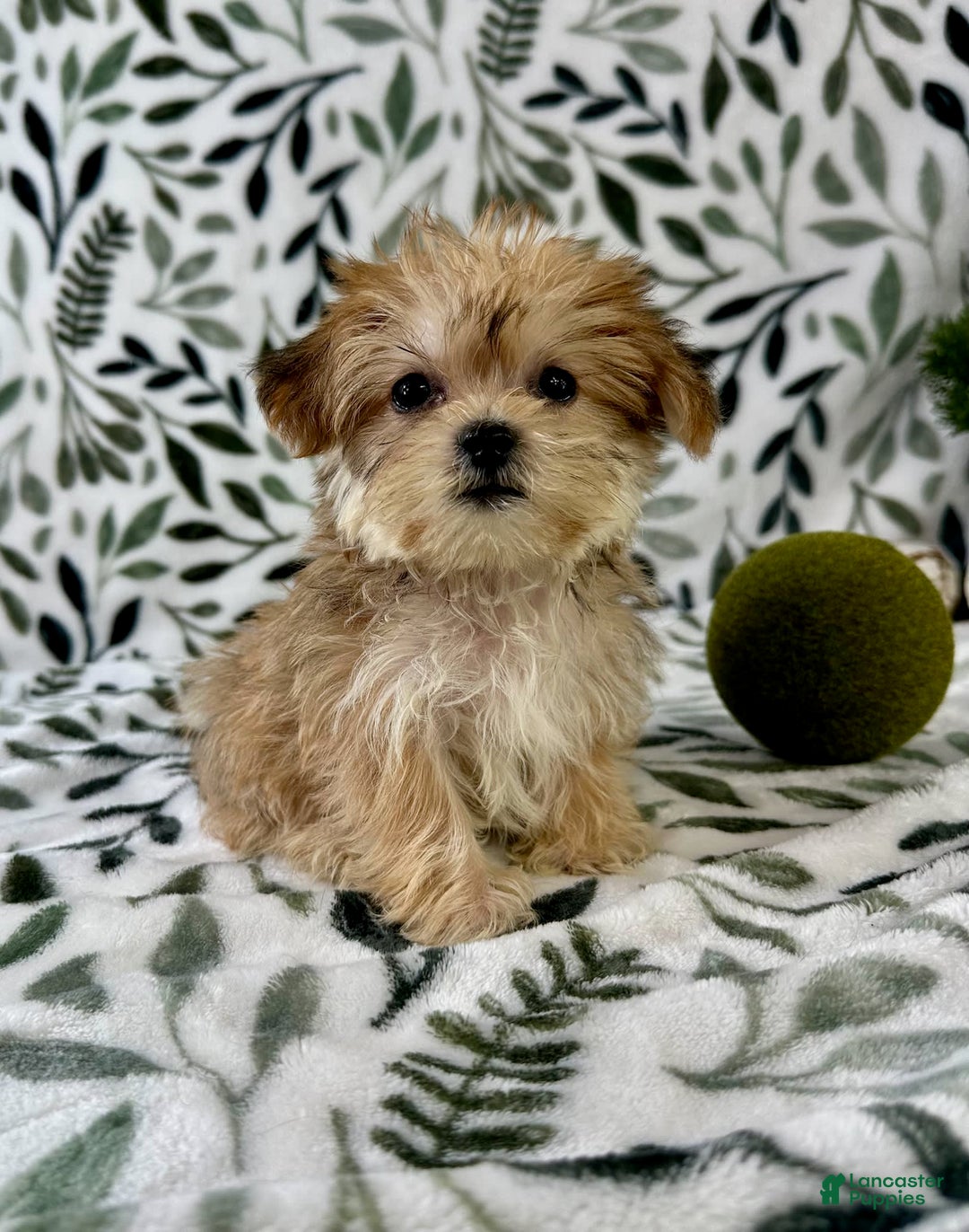 Shorkie dogs for sale: Labubu - Image 1