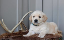 Golden Retriever dogs for sale: Ranger - Image 1