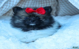Pomeranian dogs for sale: Betzy - Image 19
