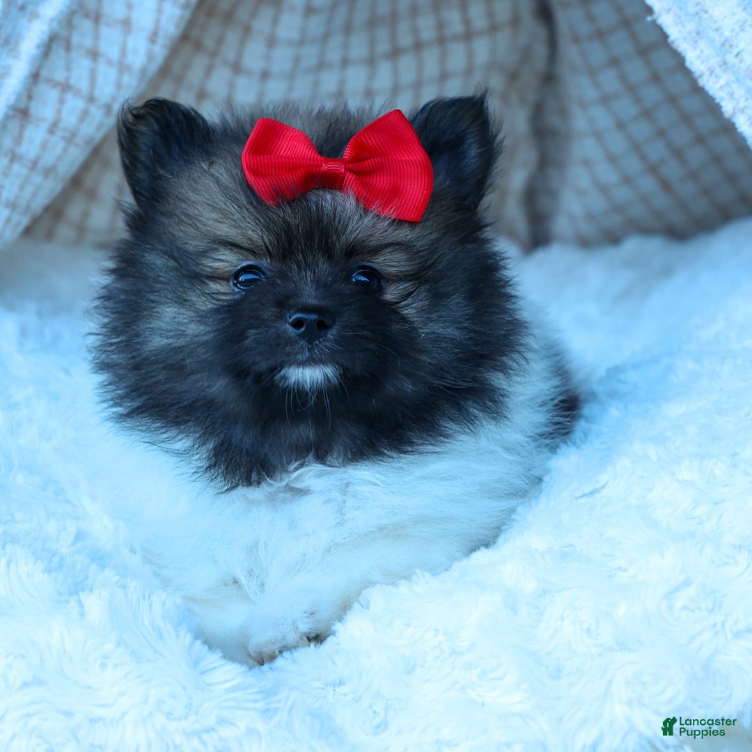 Pomeranian dogs for sale: Betzy - Image 19