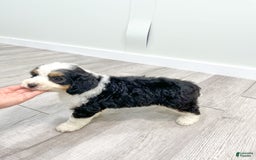 Mini Bernedoodle dogs for sale: Amelia - Image 8