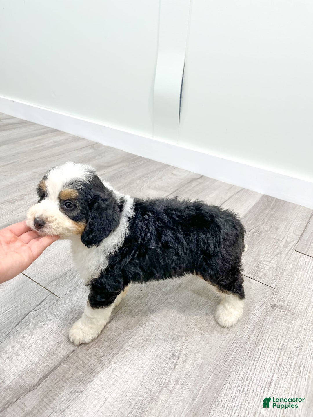 Mini Bernedoodle dogs for sale: Amelia - Image 8