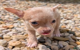Chihuahua dogs for sale: Chihuahua 5 puppies - Image 12