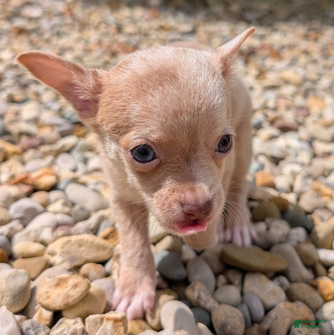 Chihuahua dogs for sale: Chihuahua 5 puppies - Image 12