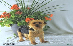 Yorkshire Terrier dogs for sale: Ken - Image 6