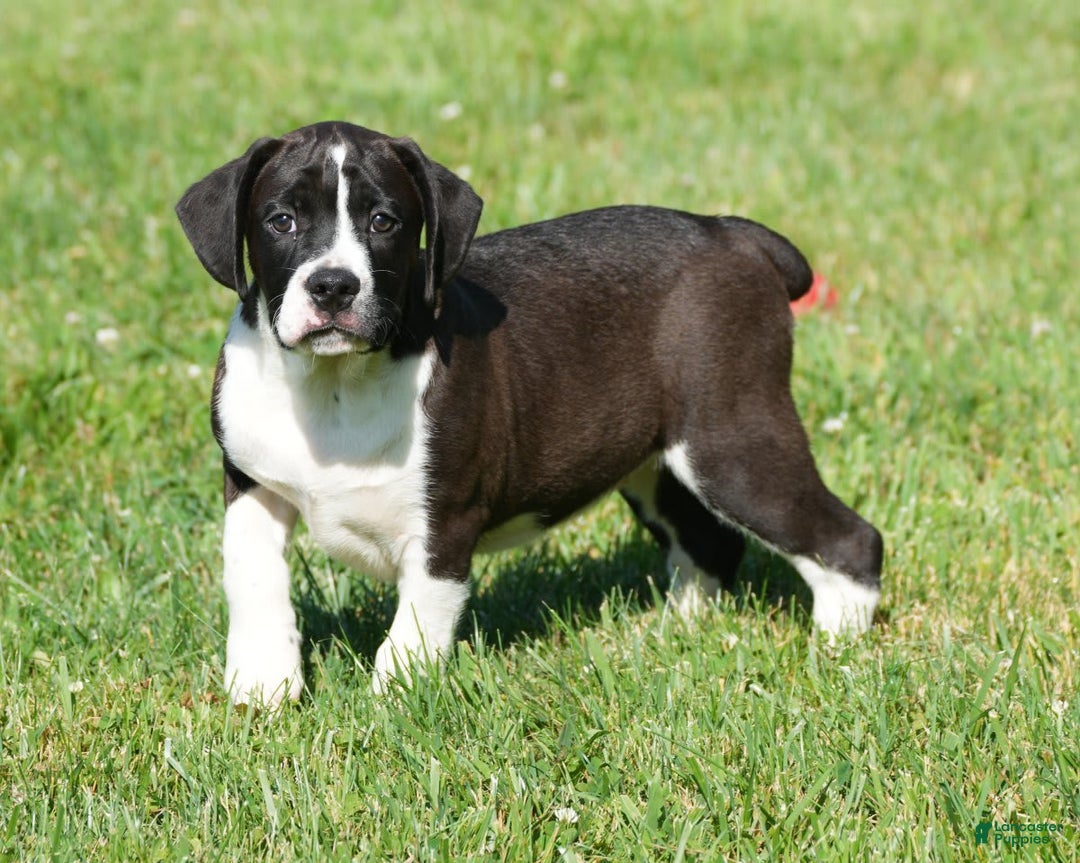 Beabull dogs for sale: Aaron - Image 12