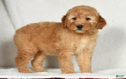 Mini Goldendoodle dogs for sale: Amber - Image 3