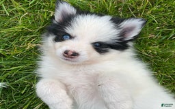 Pomsky dogs for sale: Nitro - Image 17