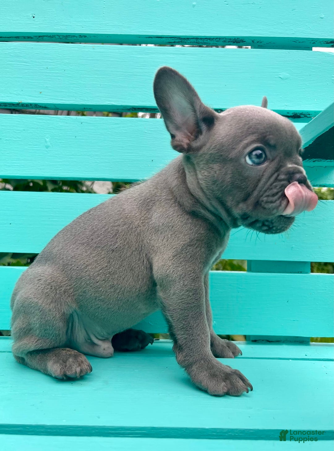 French Bulldog dogs for sale: Luna - Image 31
