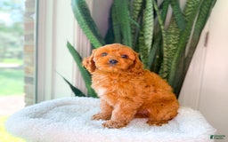 Cavapoo dogs for sale: Ian - Image 8