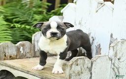 Boston Terrier dogs for sale: Kolby - Image 4