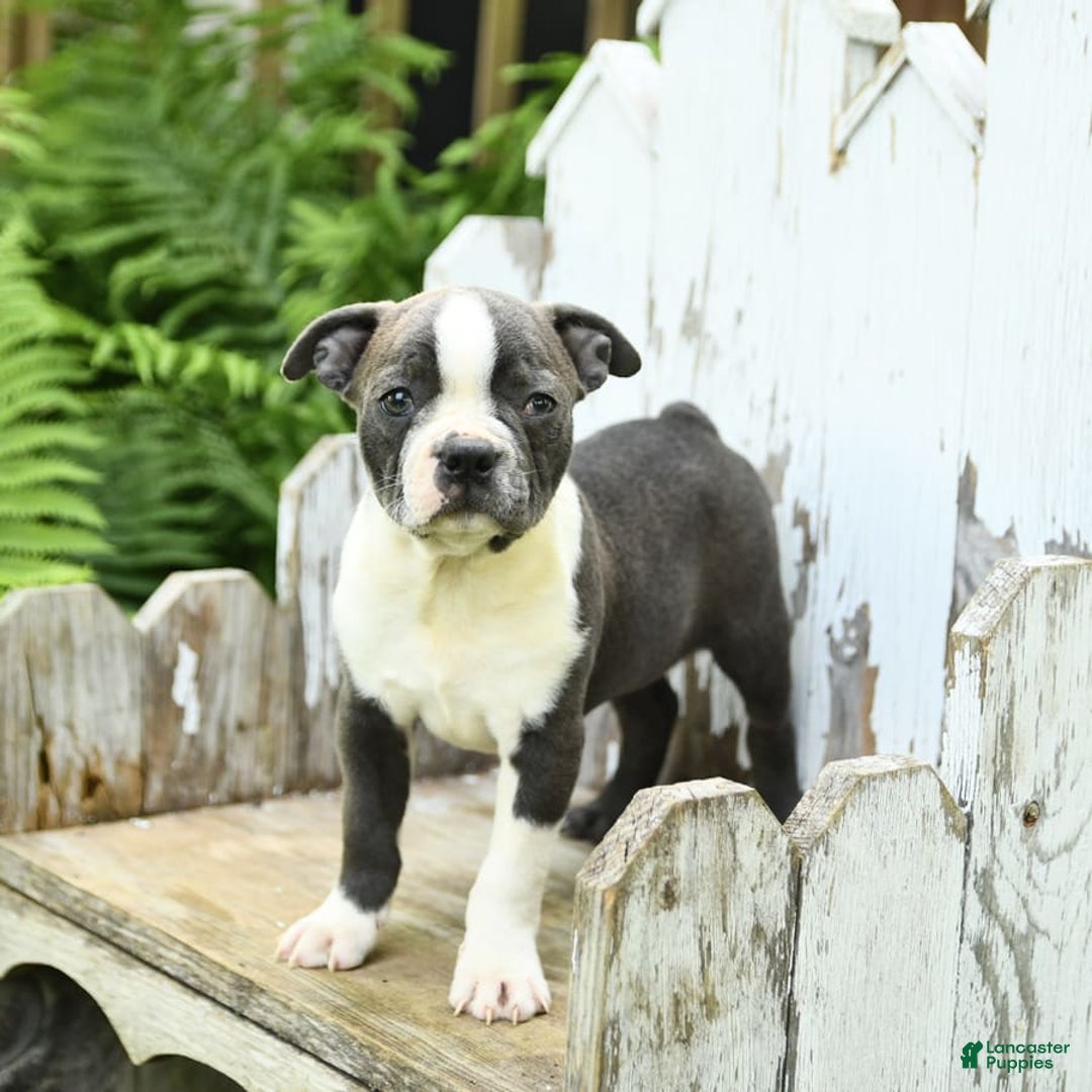 Boston Terrier dogs for sale: Kolby - Image 4