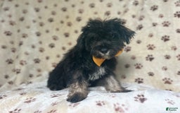 Miniature Schnauzer dogs for sale: Chaos - Image 8