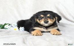 Bernese Mountain Dog dogs for sale: Sawyer - Image 2