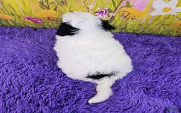  dogs for sale: Whitney - Image 4