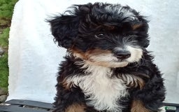 Mini Bernedoodle dogs for sale: Oakley - Image 19
