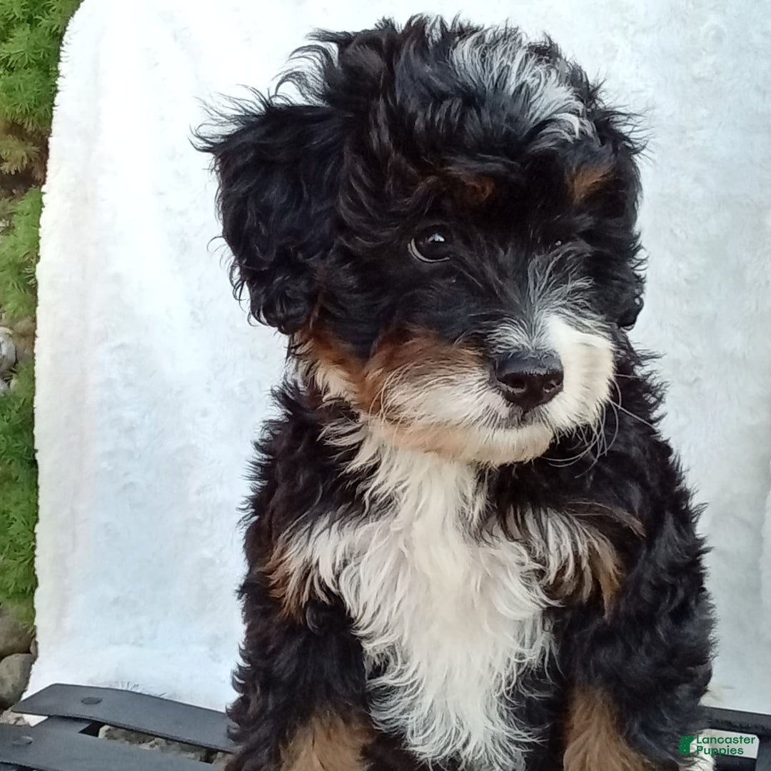 Mini Bernedoodle dogs for sale: Oakley - Image 19