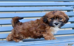 Shihpoo dogs for sale: Layla - Image 3