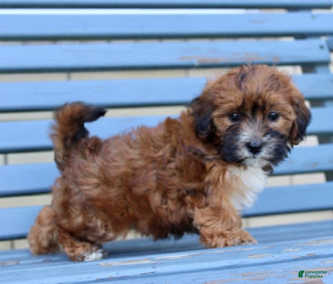 Shihpoo dogs for sale: Layla - Image 3