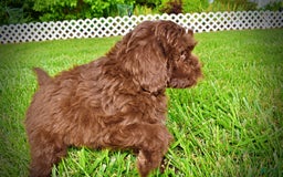 Havapoo dogs for sale: Wiggles - Image 1