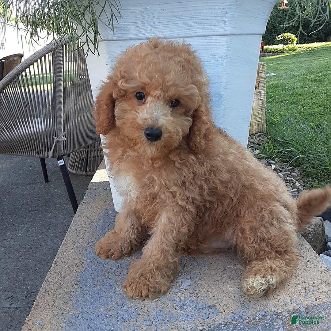 Bichpoo dogs for sale: Benson - Image 9