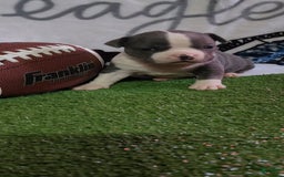 American Bully dogs for sale: Hazel - Image 7