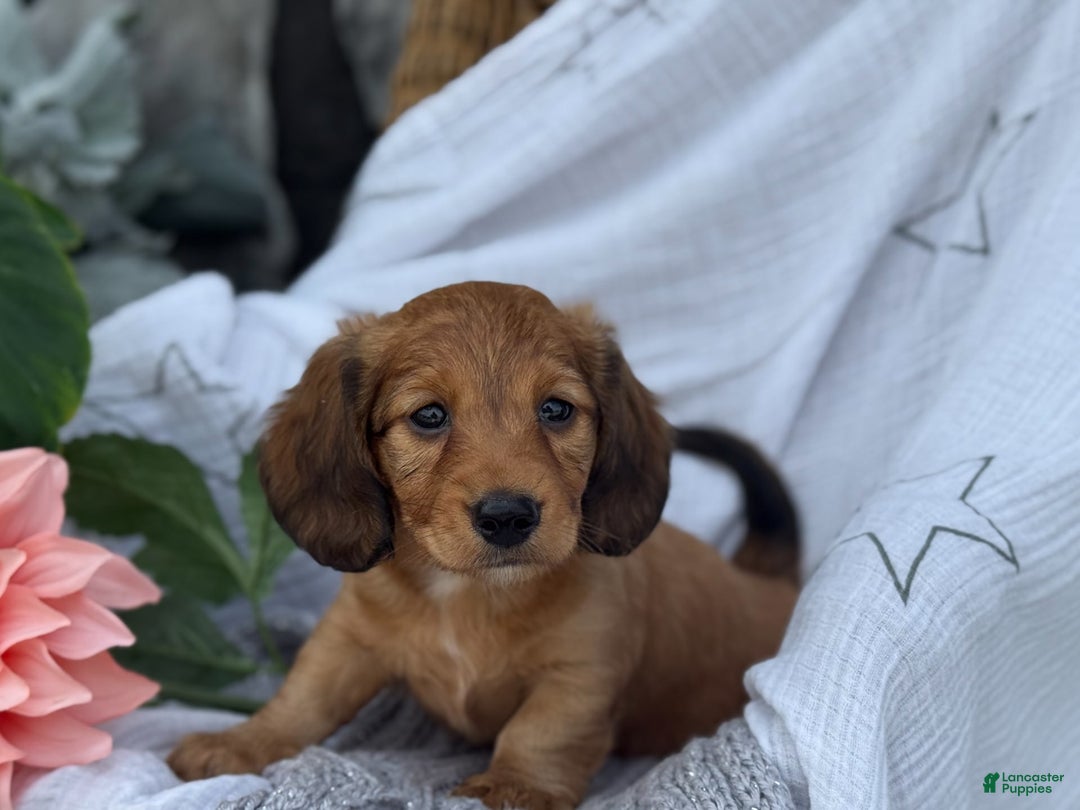 Miniature Dachshund dogs for sale: Buster - Image 18