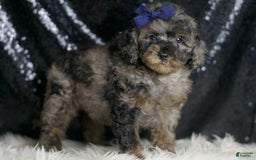 Miniature Poodle dogs for sale: Handsome - Image 8