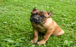 Cane Corso dogs for sale: Tessa - Image 11