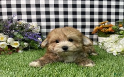 Morkie dogs for sale: Chase - Image 5
