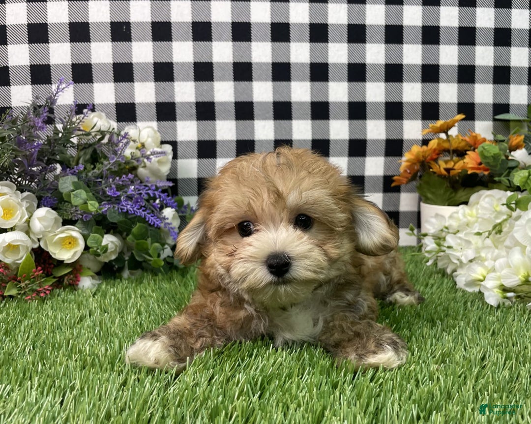 Morkie dogs for sale: Chase - Image 5
