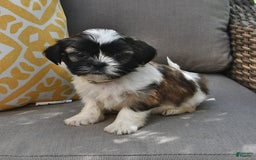 Shih Tzu dogs for sale: Bogart - Image 3