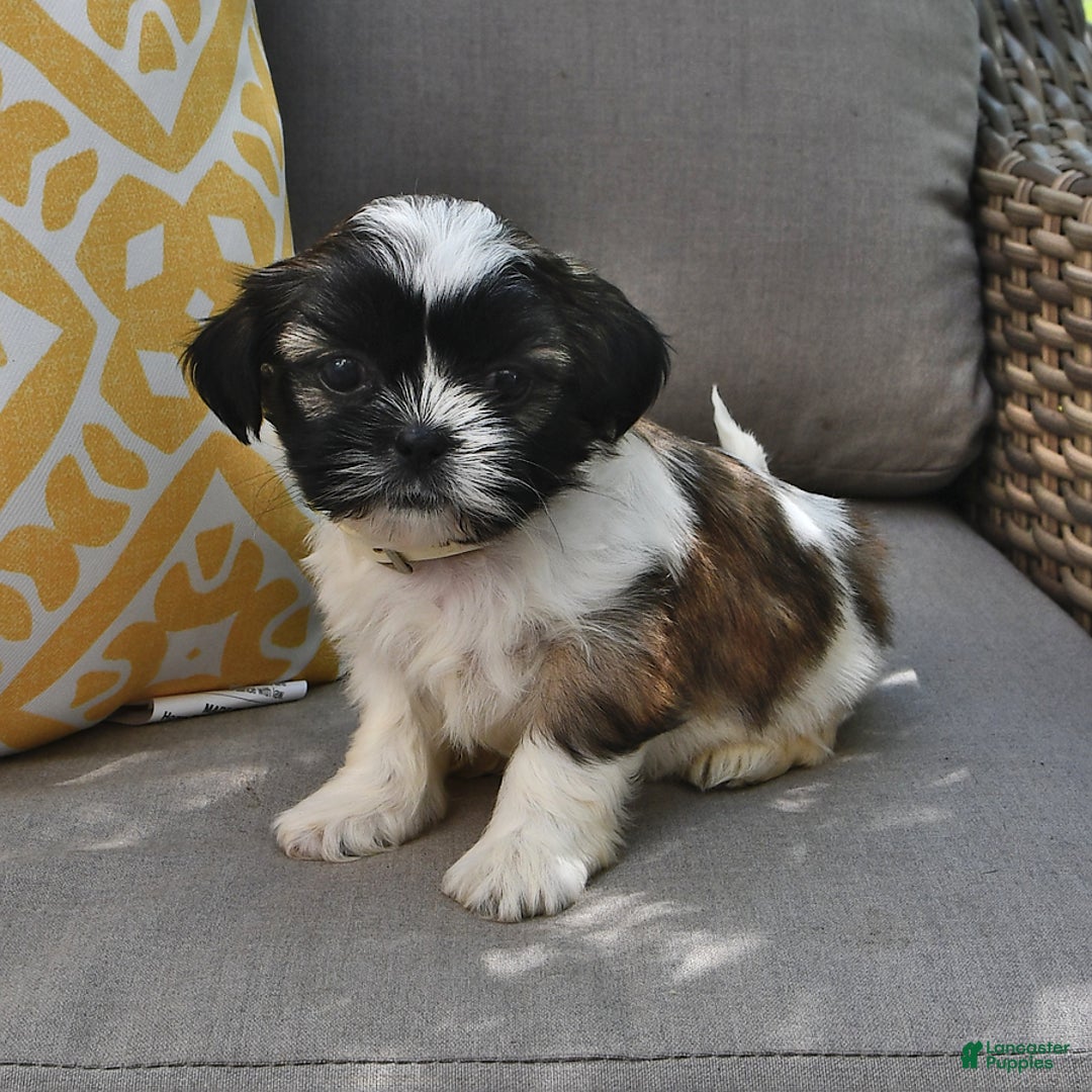 Shih Tzu dogs for sale: Bogart - Image 3