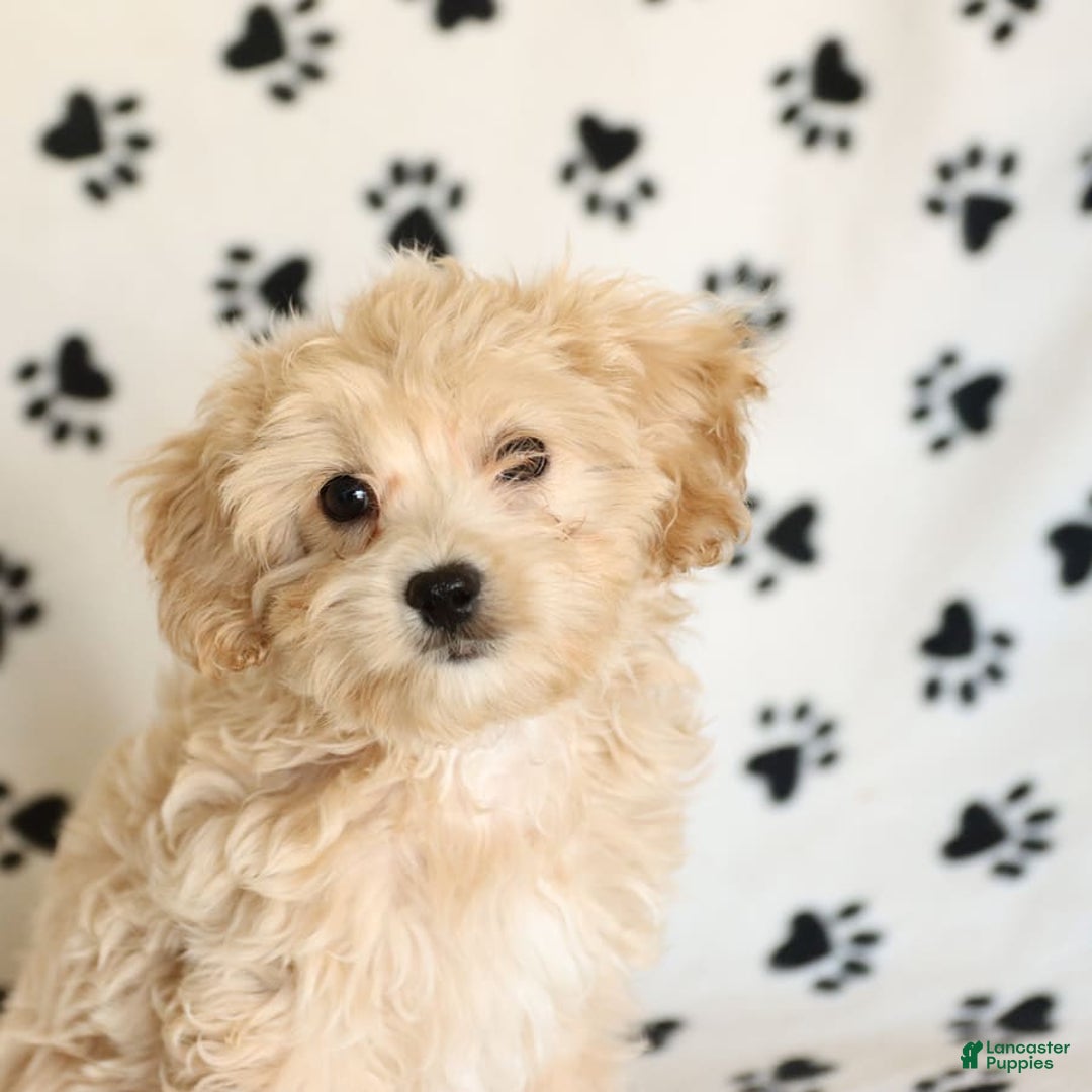 Cavapoo dogs for sale: Ace - Image 24