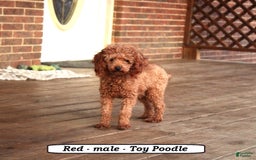 Cockapoo dogs for sale: Copper - Image 7