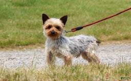 Yorkiepoo dogs for sale: Allie - Image 11