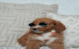 Goldendoodle dogs for sale: Blair - Image 5