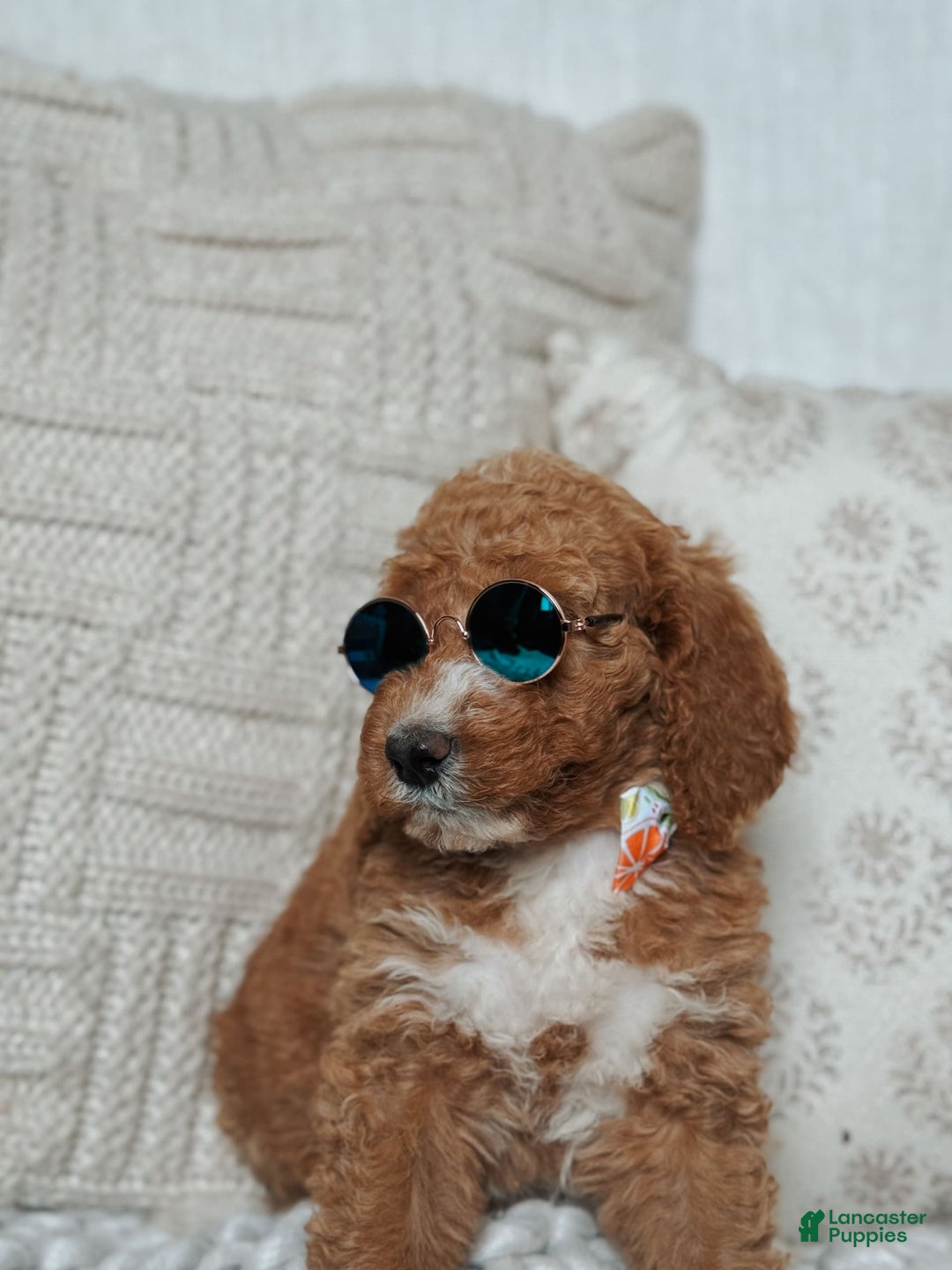 Goldendoodle dogs for sale: Blair - Image 5