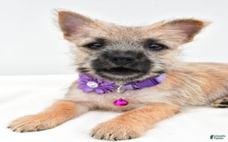 Cairn Terrier dogs for sale: Carla - Image 1