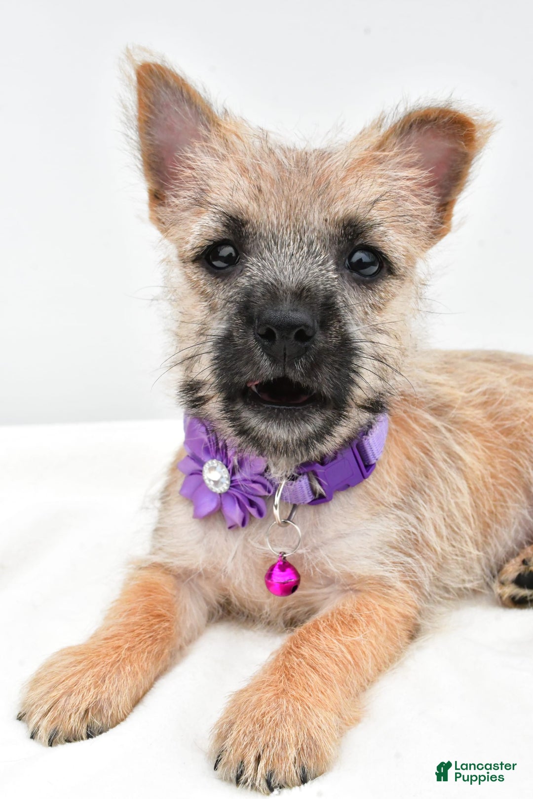 Cairn Terrier dogs for sale: Carla - Image 1