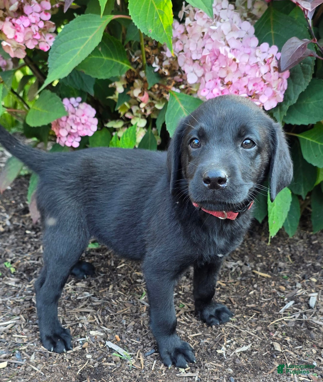 Labrador Retriever dogs for sale: Lola - Image 4